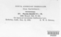 Puccinia absinthii image